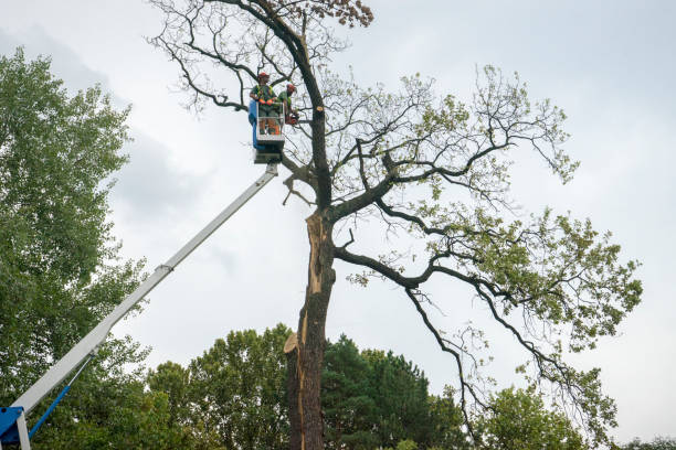 Reliable Pike Creek, DE Tree Care Solutions